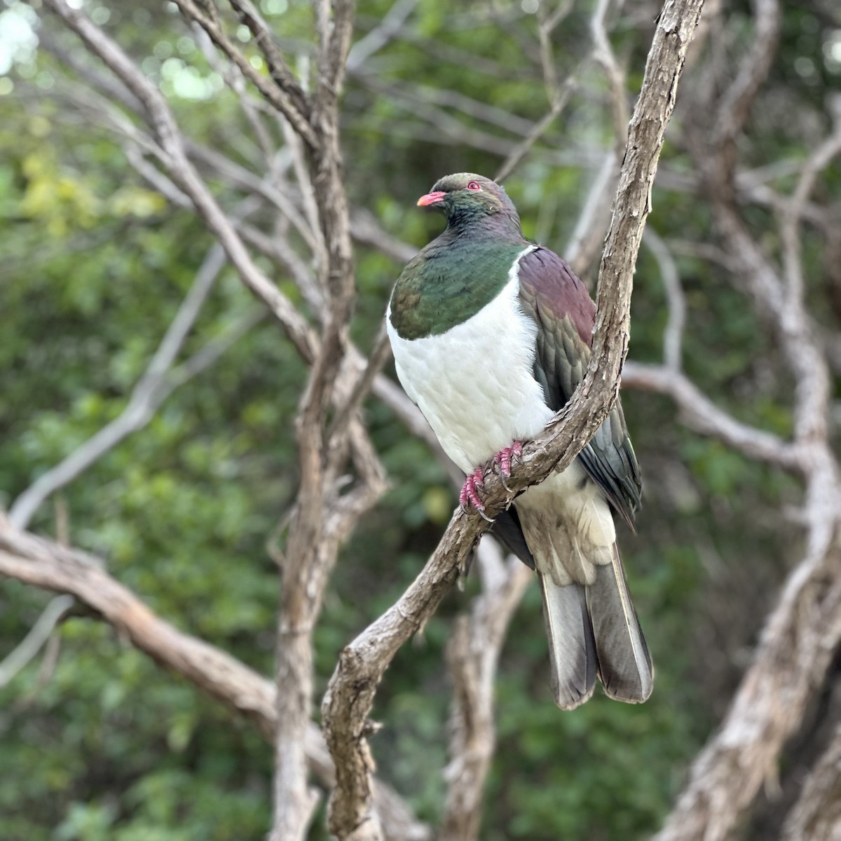 New Zealand Pigeon - ML615364307