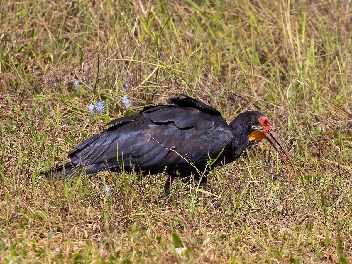 ibis dlouhoocasý - ML615364318