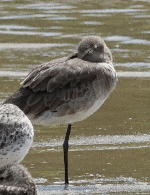 Black-tailed Godwit - ML615364326