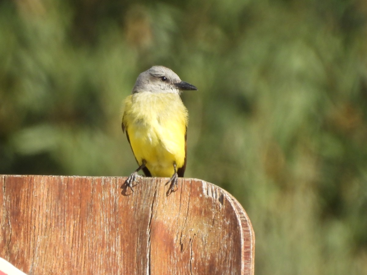 Tropical Kingbird - Laura Bianchi