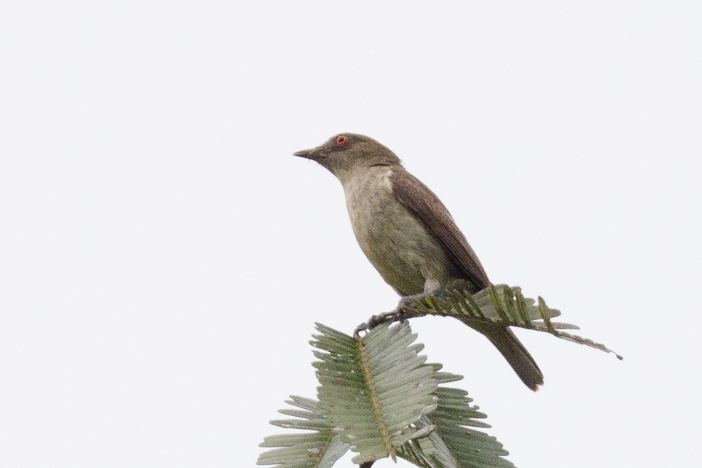 Dacnis à ventre jaune - ML615364383