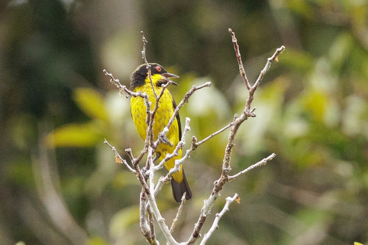 Yellow-bellied Dacnis - ML615364384