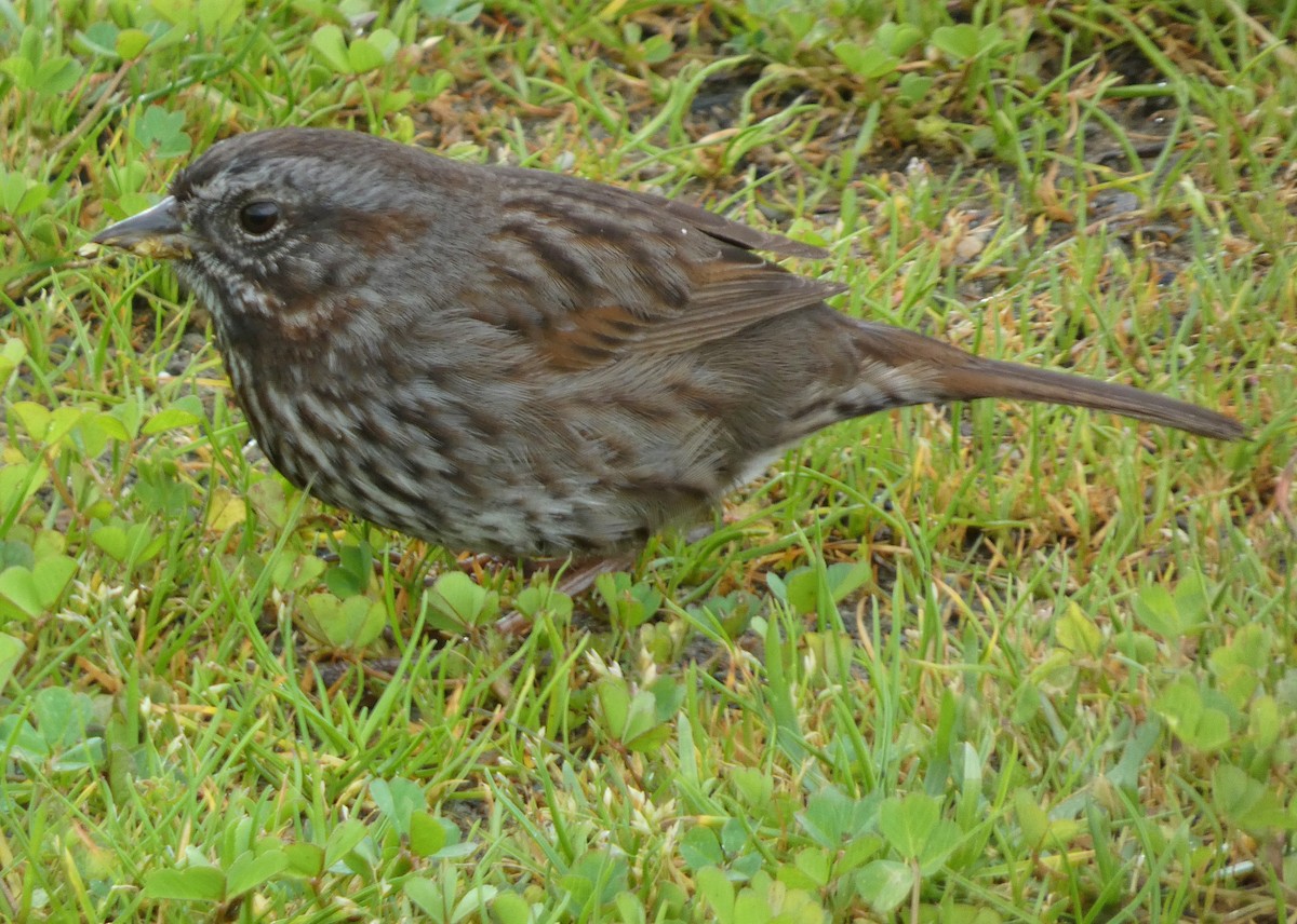 Song Sparrow (rufina Group) - ML615364421