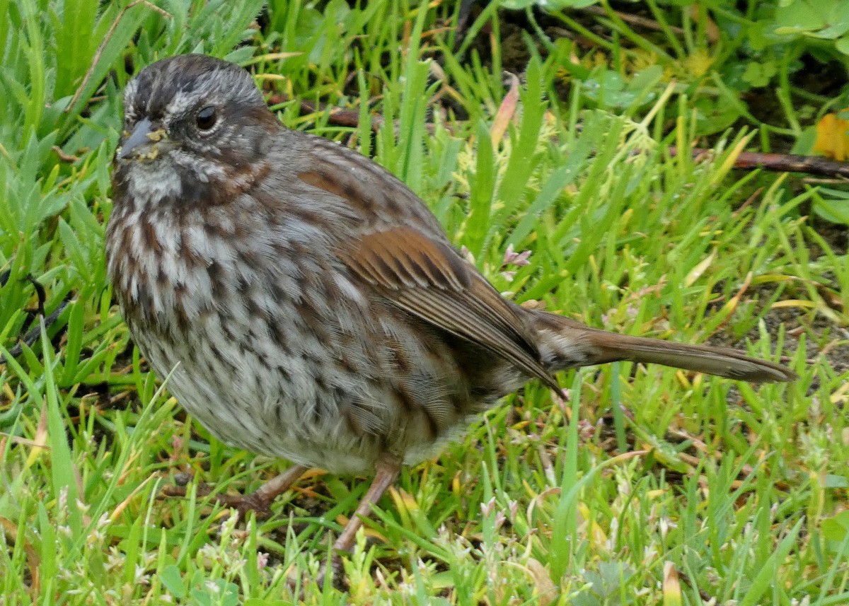 Song Sparrow (rufina Group) - David Assmann