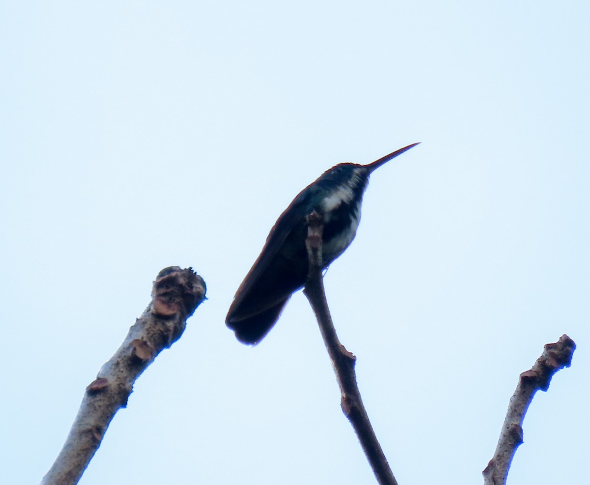kolibřík tropický - ML615364451