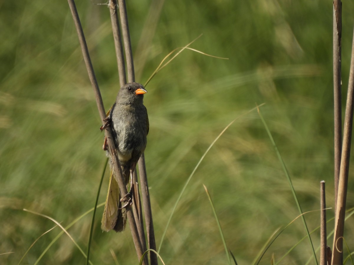 Great Pampa-Finch - Laura Bianchi