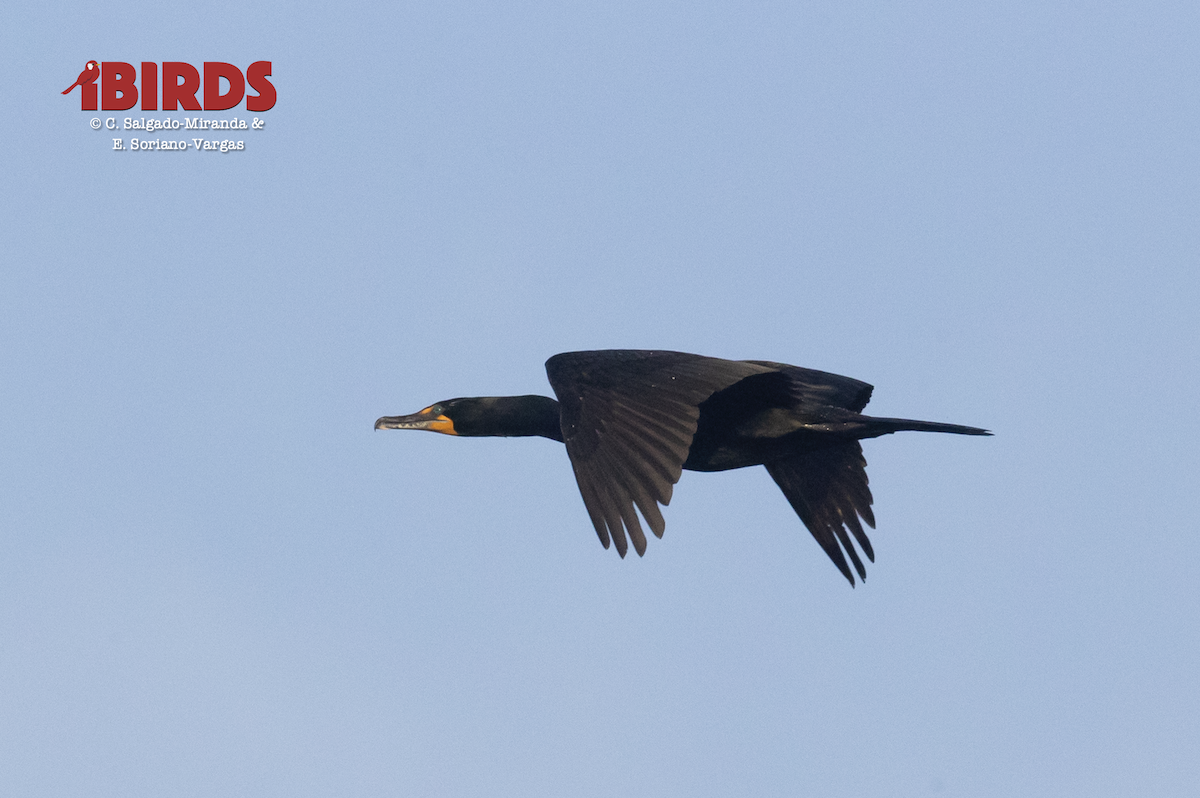 Double-crested Cormorant - ML615364510