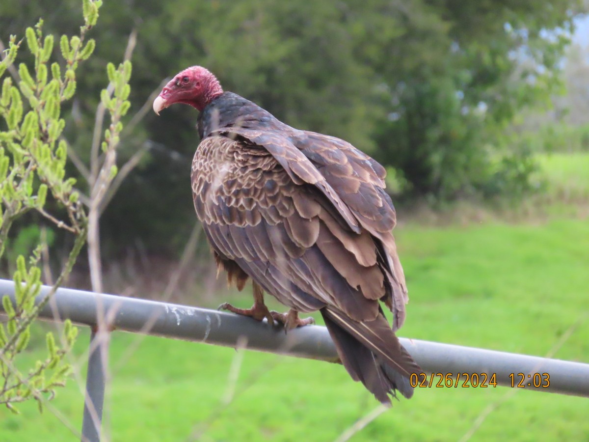 Turkey Vulture - ML615364524