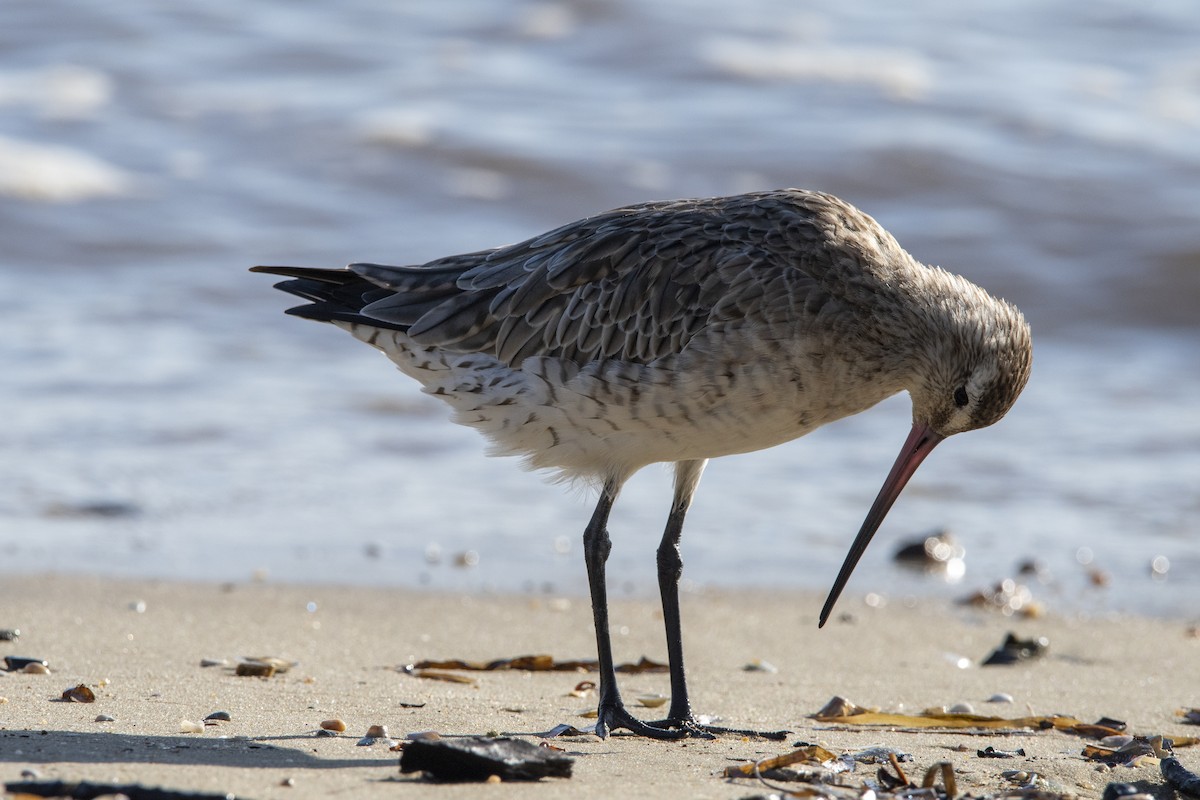 Bar-tailed Godwit (Siberian) - James Petersen