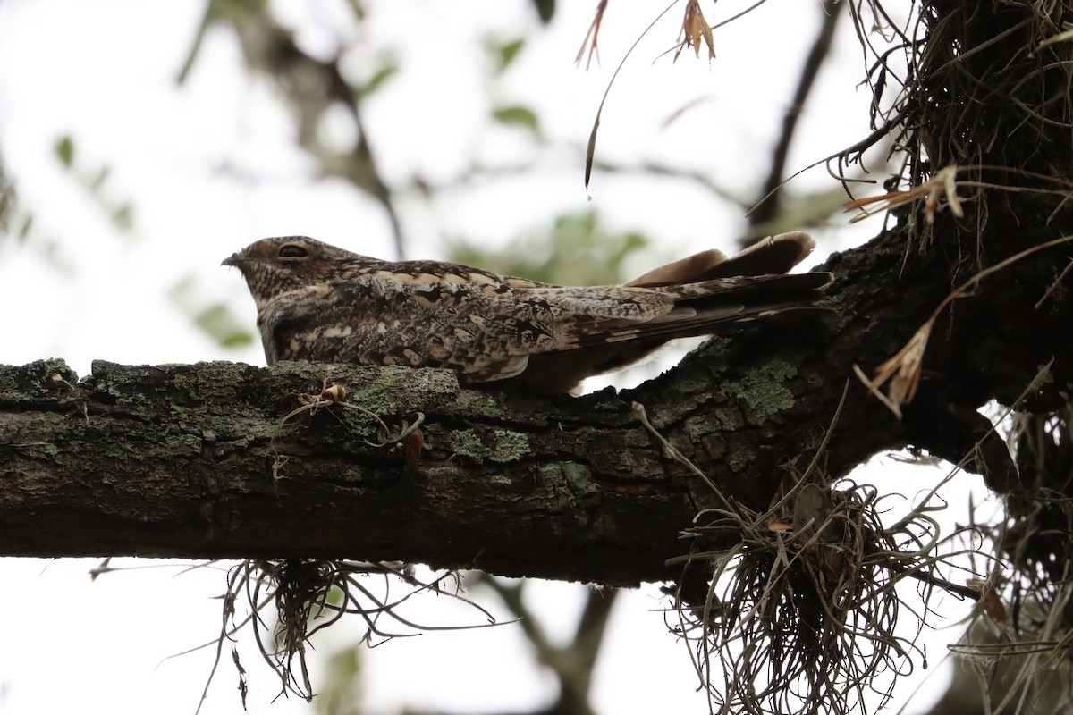 Lesser Nighthawk - ML615364596