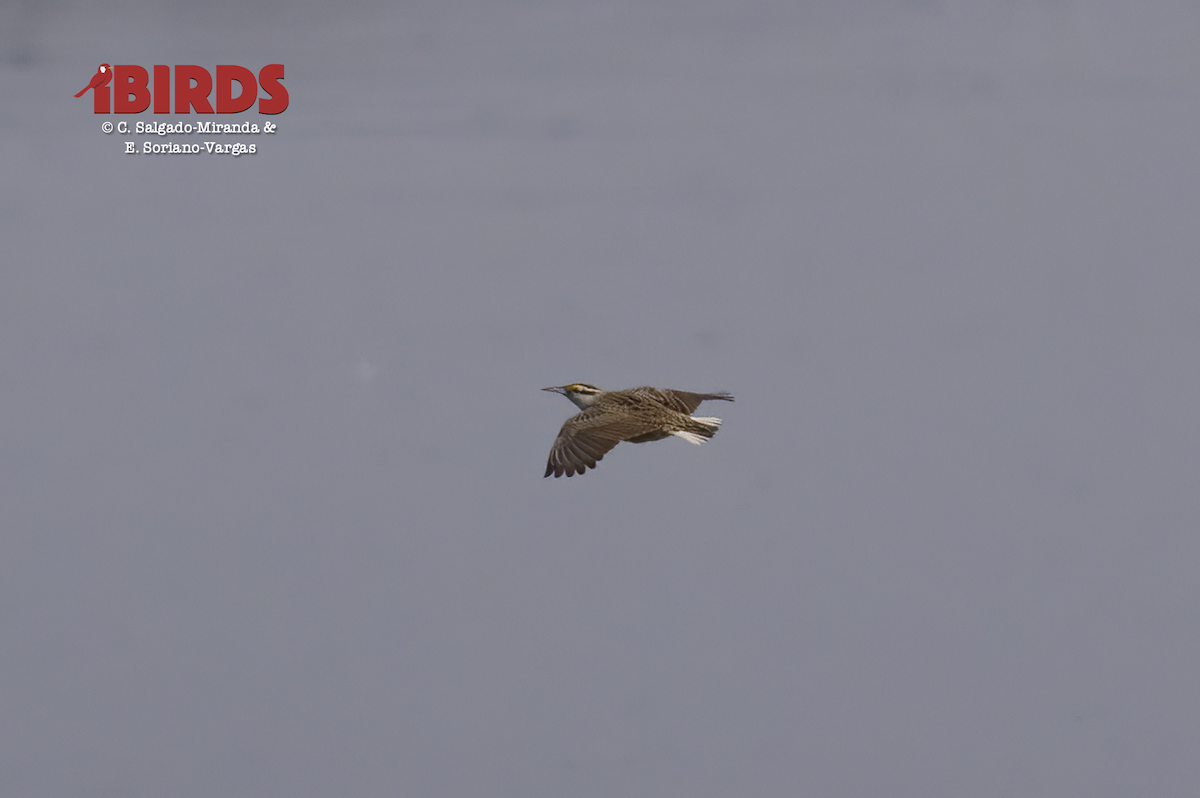 Chihuahuan Meadowlark - ML615364658