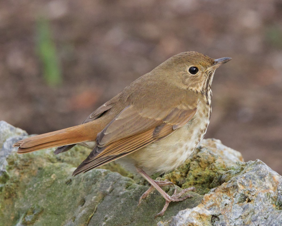 Hermit Thrush - ML615364673