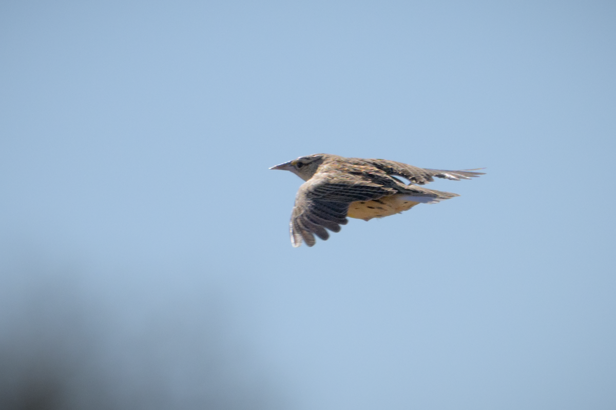 Chihuahuan Meadowlark - Frank Farese