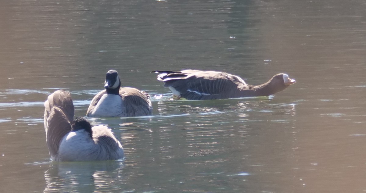 Greater White-fronted Goose - ML615364712