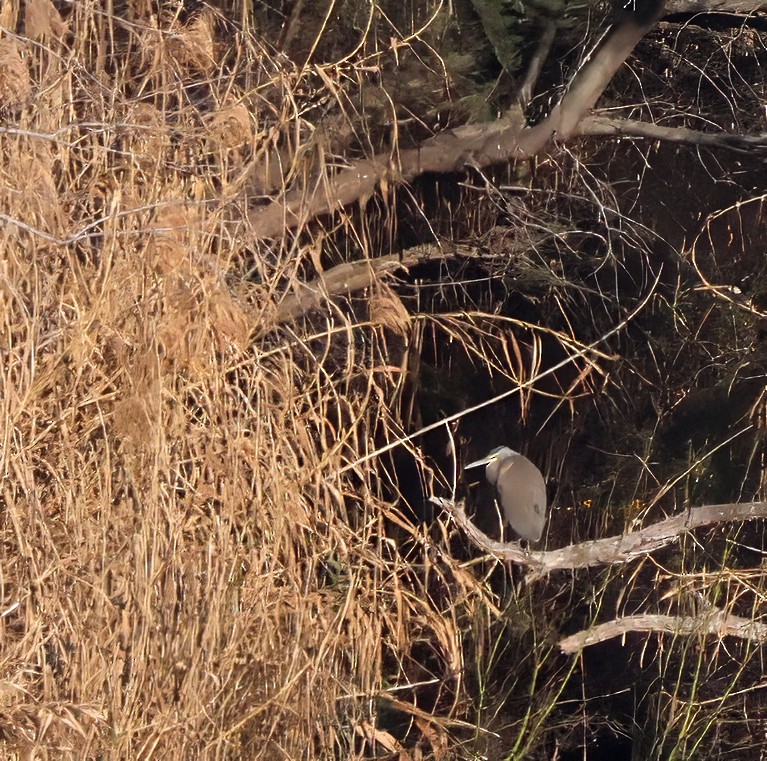 Bare-throated Tiger-Heron - ML615364763