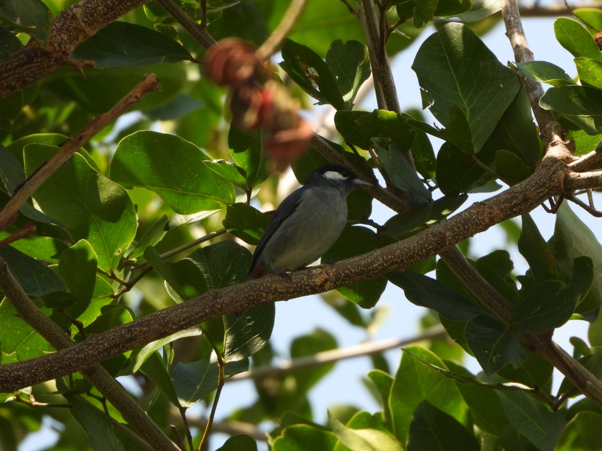 White-eared Conebill - Francisco Contreras @francontreras.80