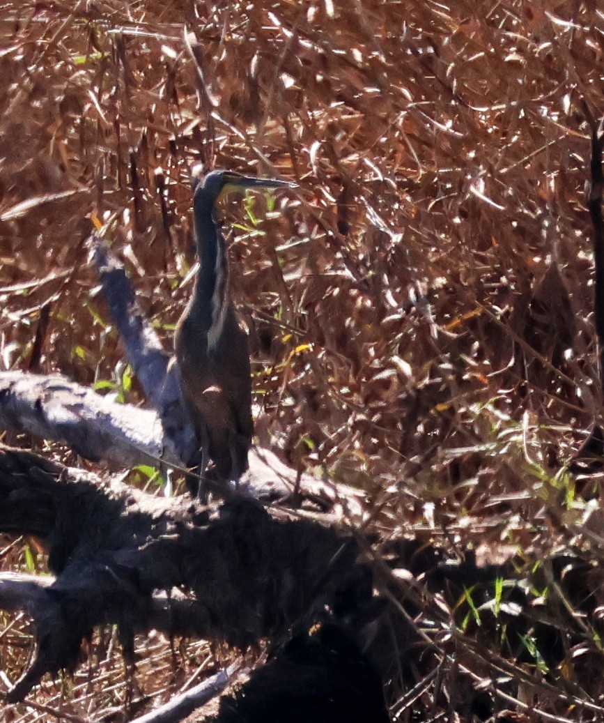 Bare-throated Tiger-Heron - ML615364790