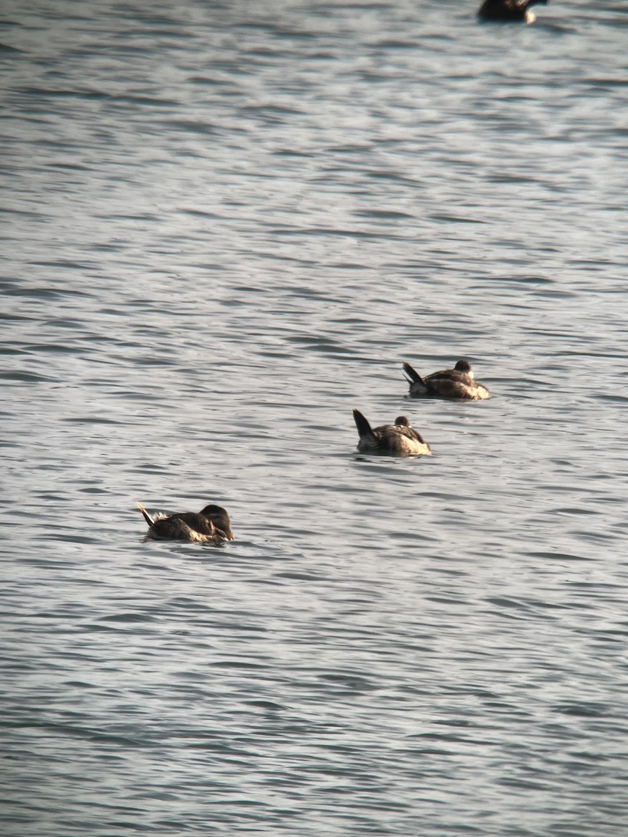 Ruddy Duck - ML615364834