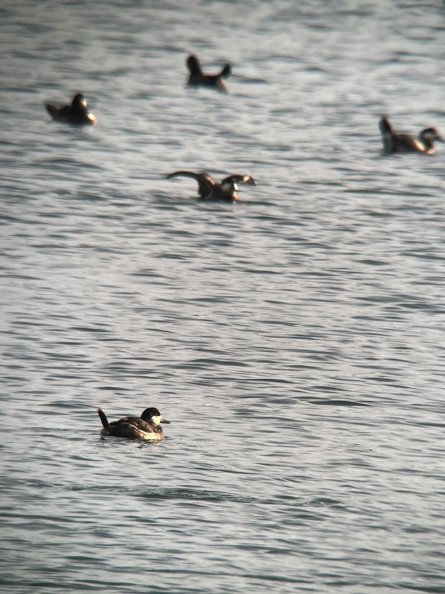 Ruddy Duck - ML615364836