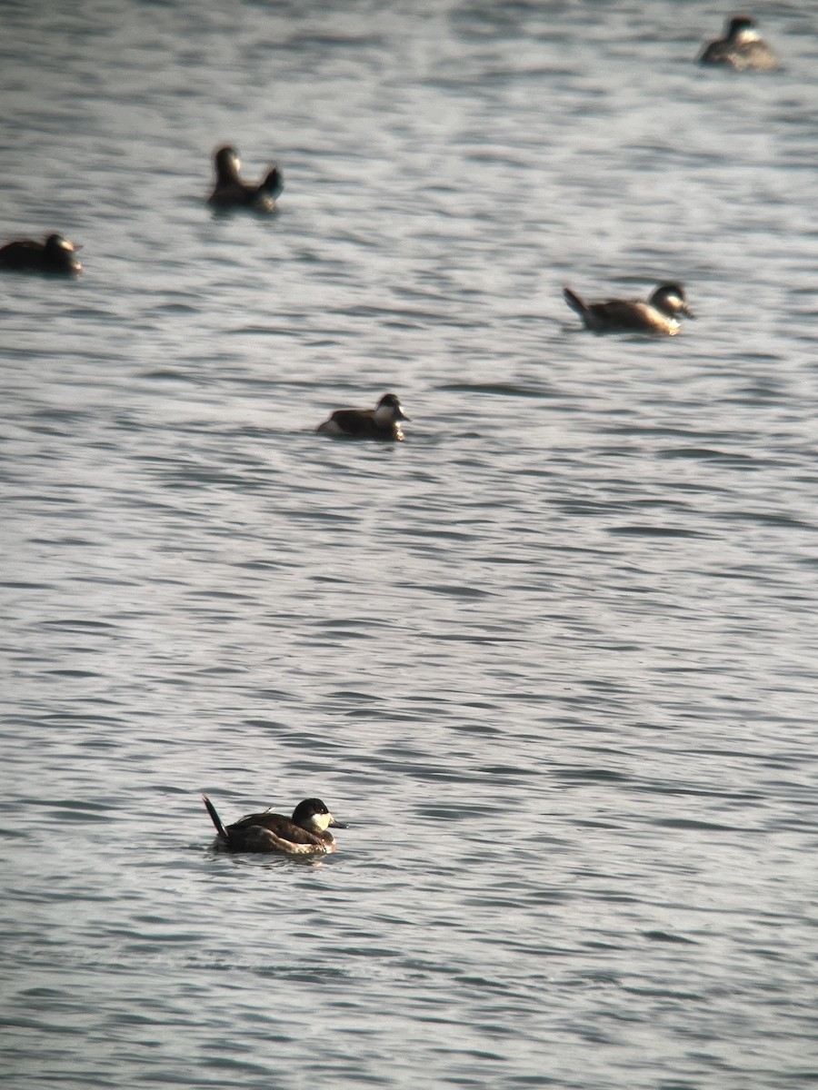 Ruddy Duck - ML615364838