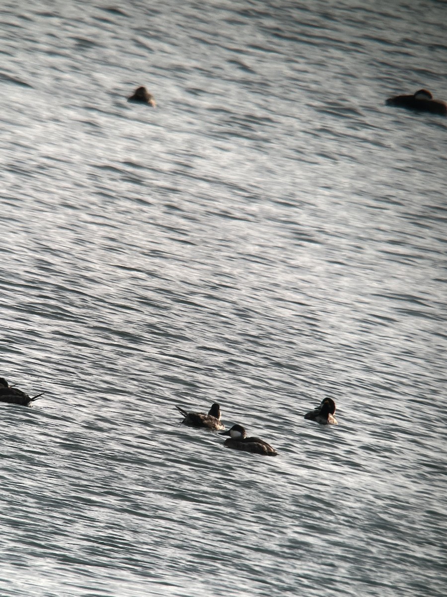 Ruddy Duck - ML615364842