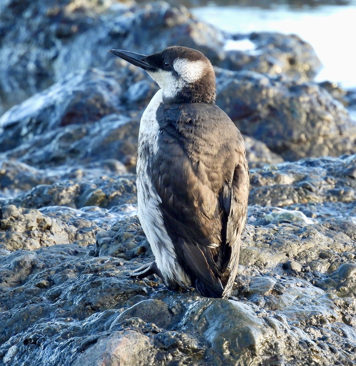 Common Murre - ML615364854