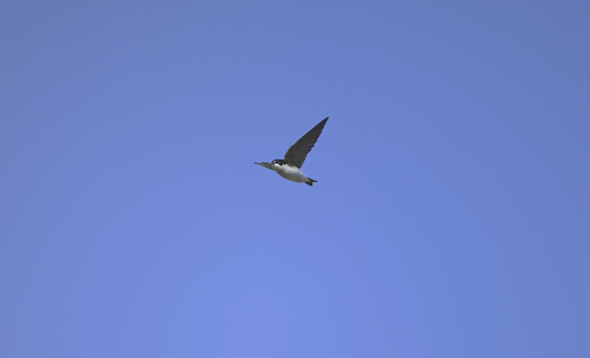 Golondrina Bicolor - ML615364858