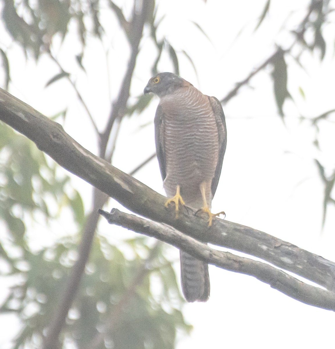 Collared Sparrowhawk - ML615364884