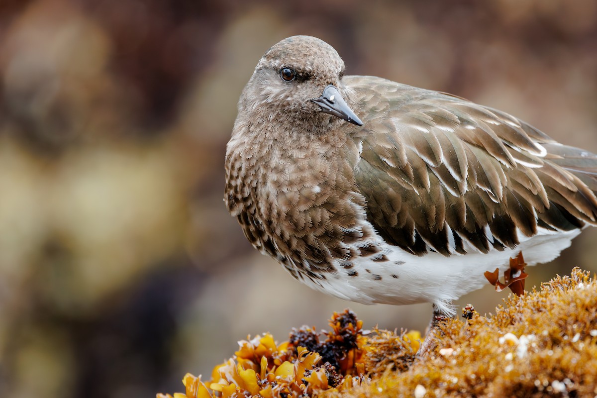 Black Turnstone - ML615364889