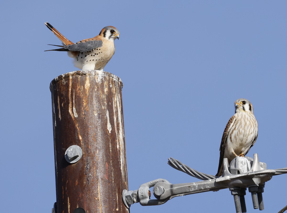 American Kestrel - ML615364899