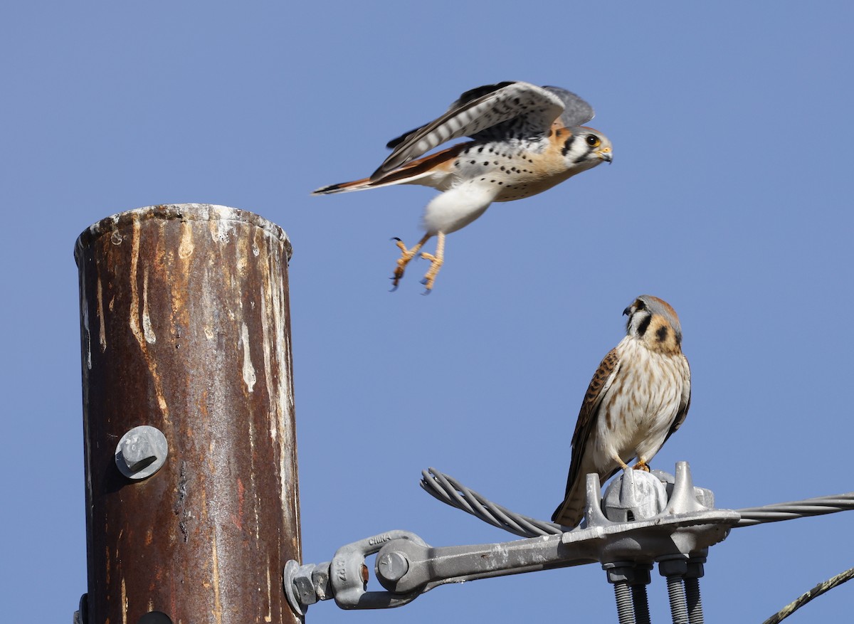 American Kestrel - Sandy Thomas