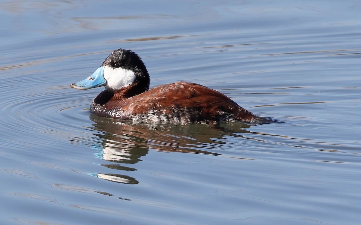 Ruddy Duck - ML615364945