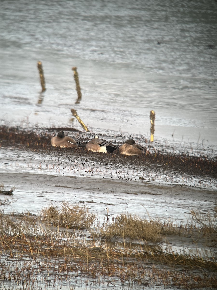 American Wigeon - ML615364986