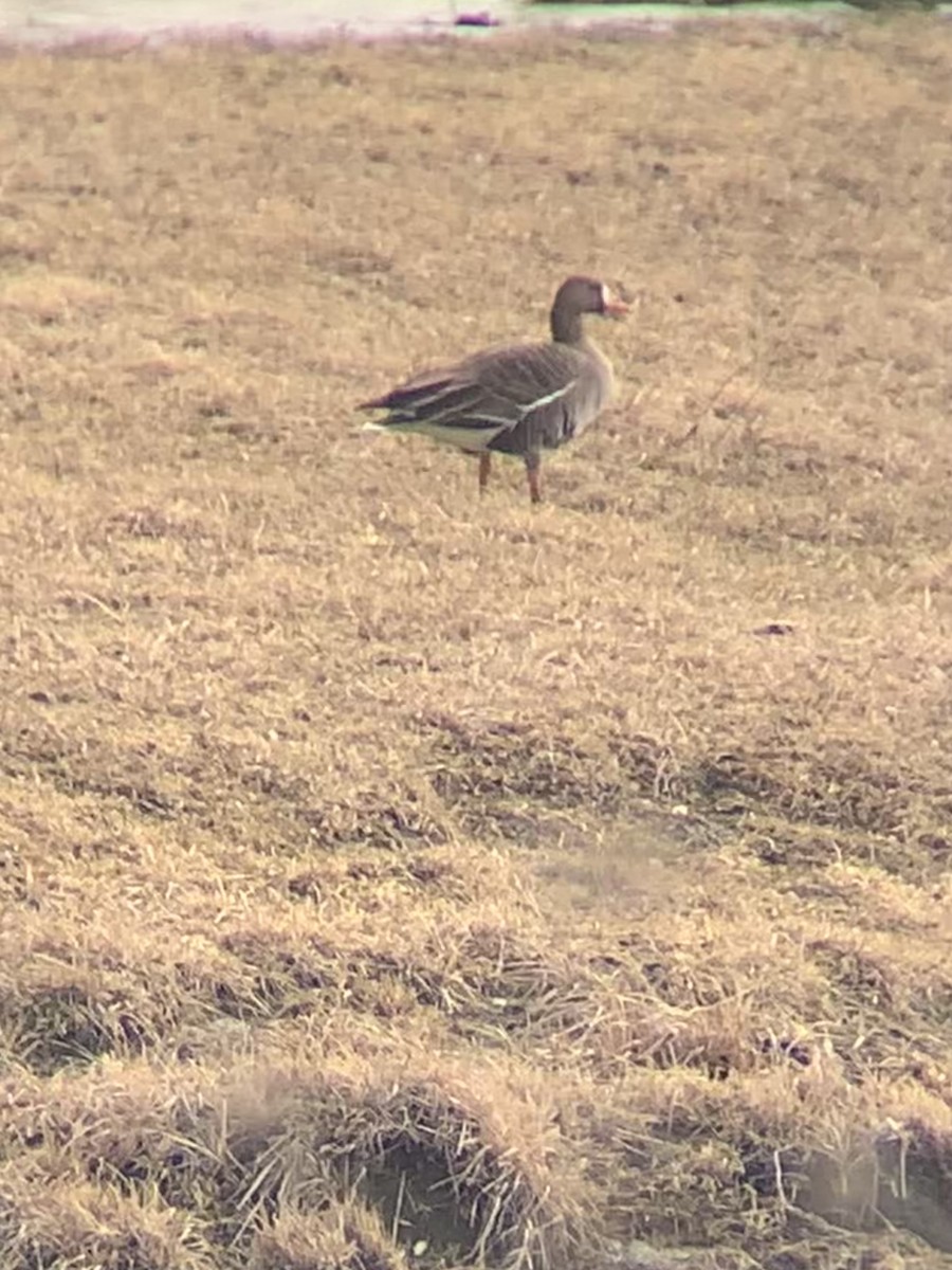 Greater White-fronted Goose - Dylan Kibel