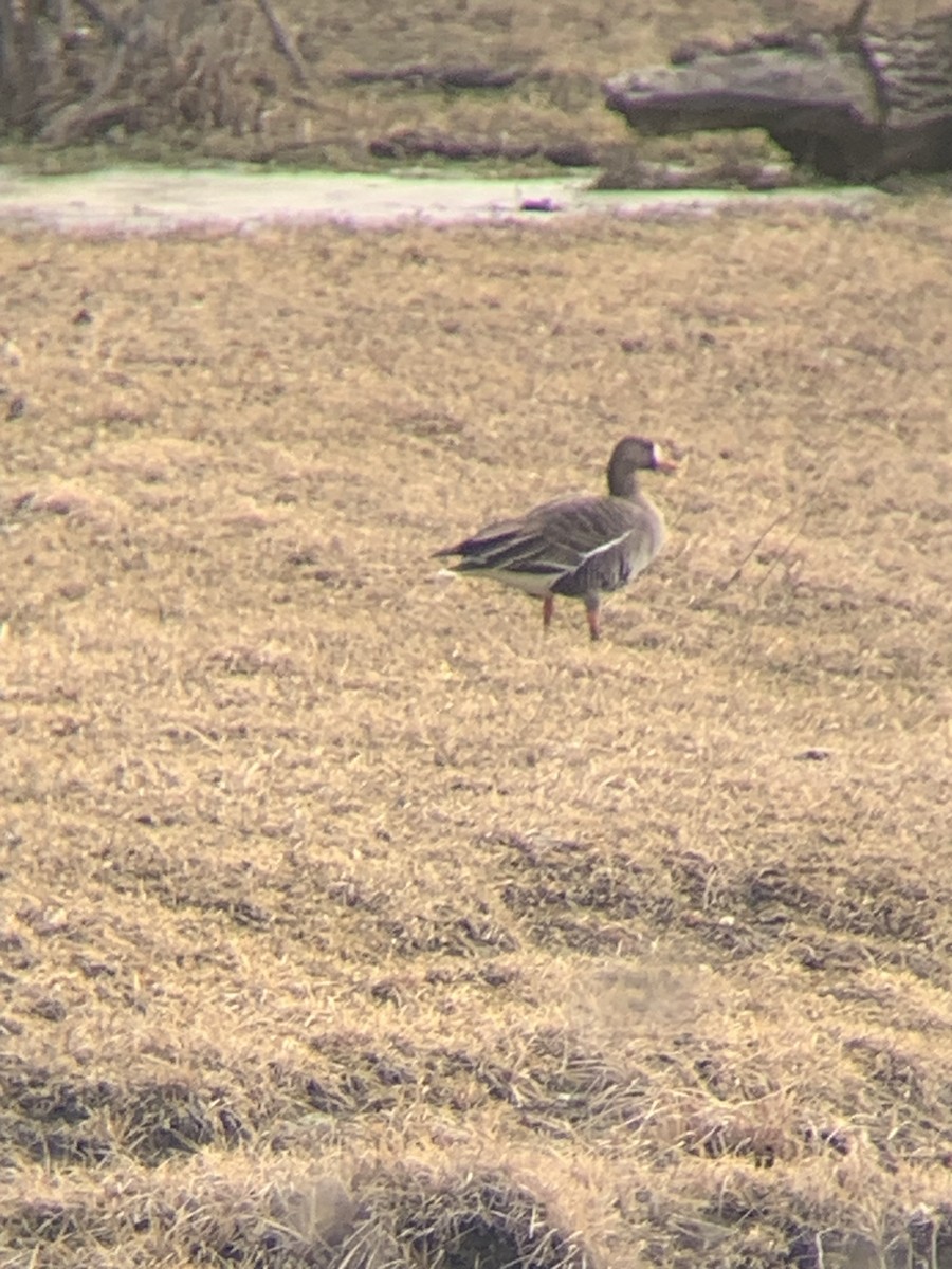Greater White-fronted Goose - ML615364992