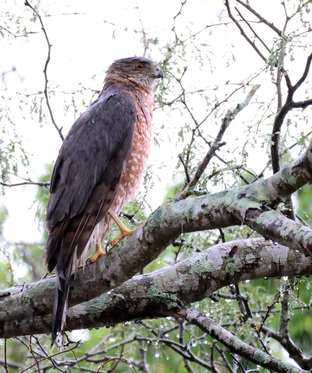 Cooper's Hawk - ML615365028