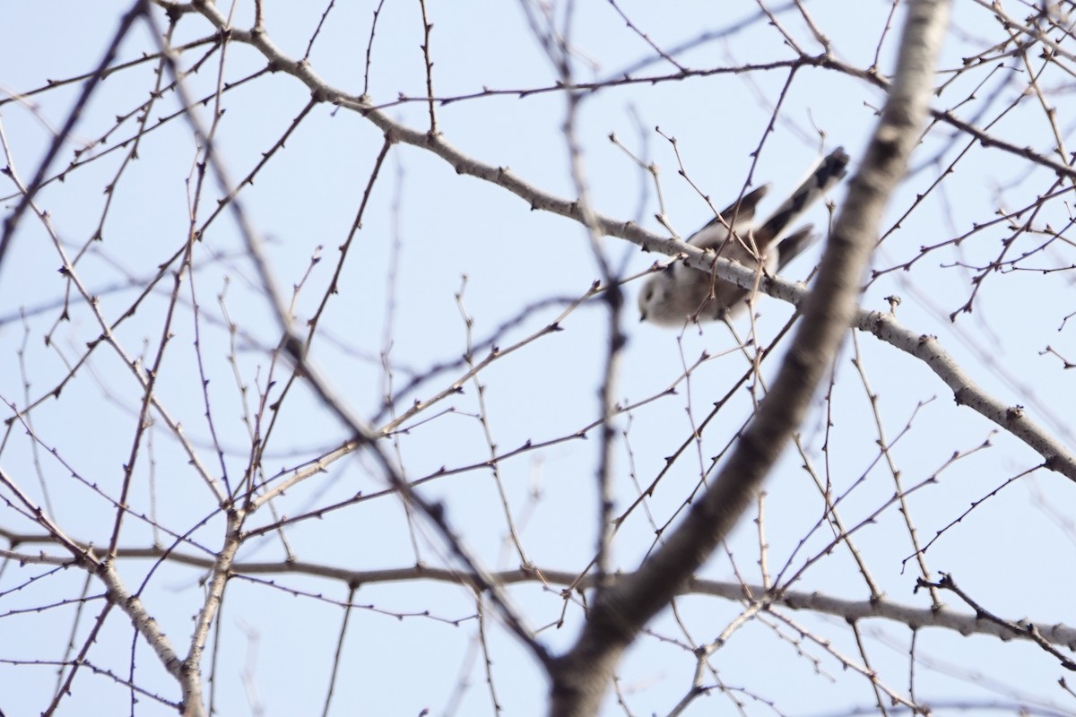 Long-tailed Tit (caudatus) - ML615365034