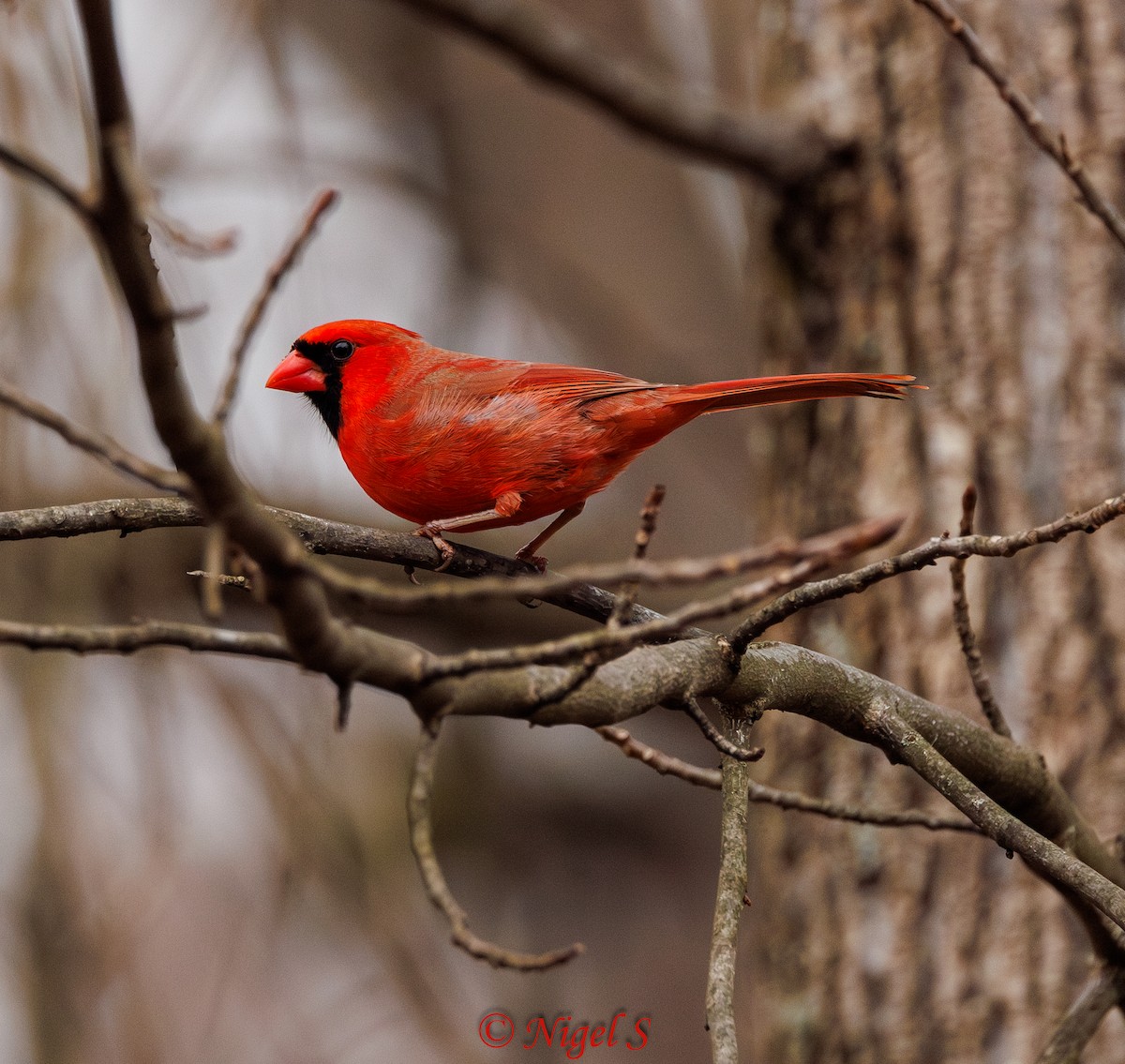 Northern Cardinal - ML615365094