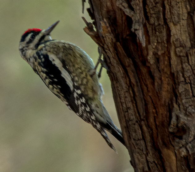 Yellow-bellied/Red-naped Sapsucker - ML615365098