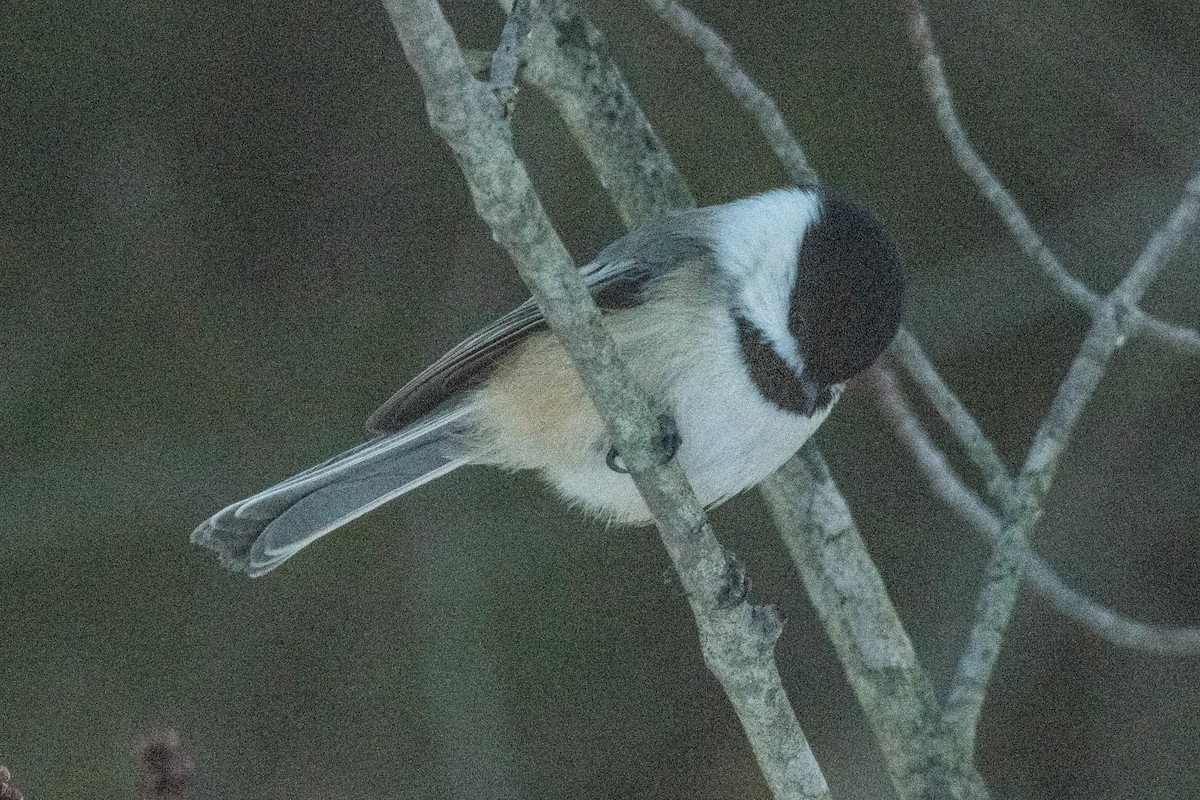 Mésange à tête noire - ML615365100