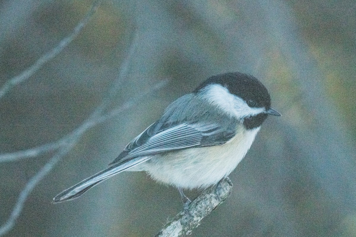 Mésange à tête noire - ML615365101