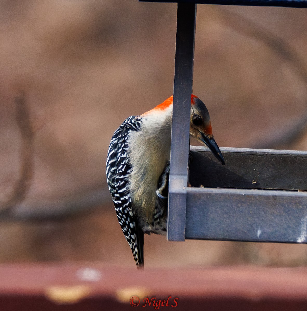 Red-bellied Woodpecker - ML615365102