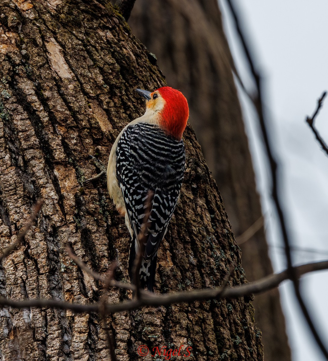 Red-bellied Woodpecker - ML615365103