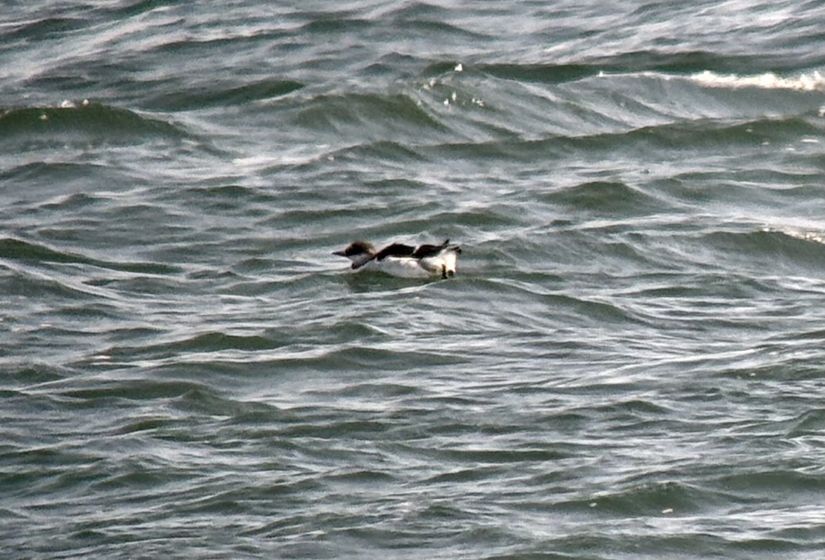 Thick-billed Murre - ML615365131