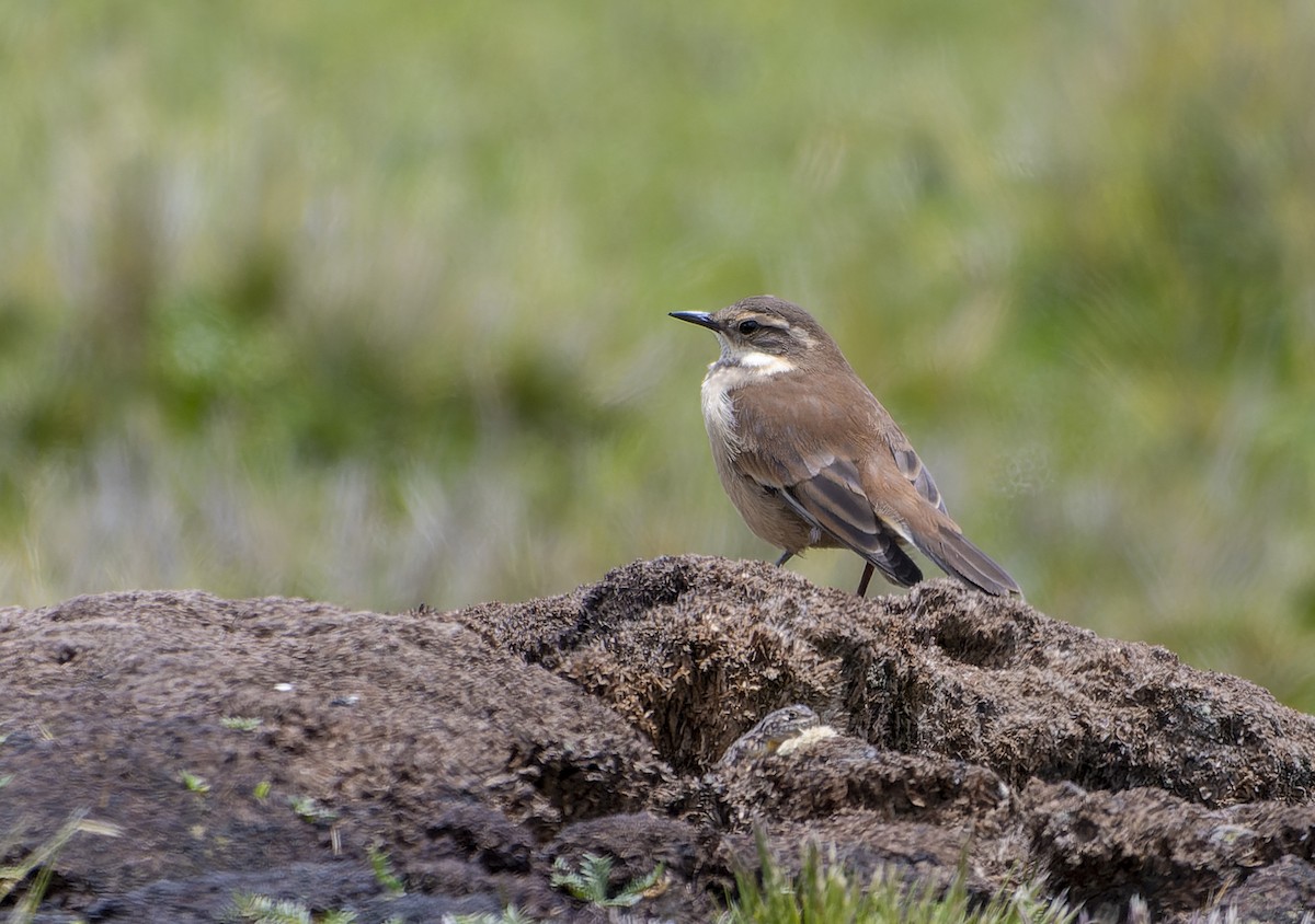 Cream-winged Cinclodes - ML615365145