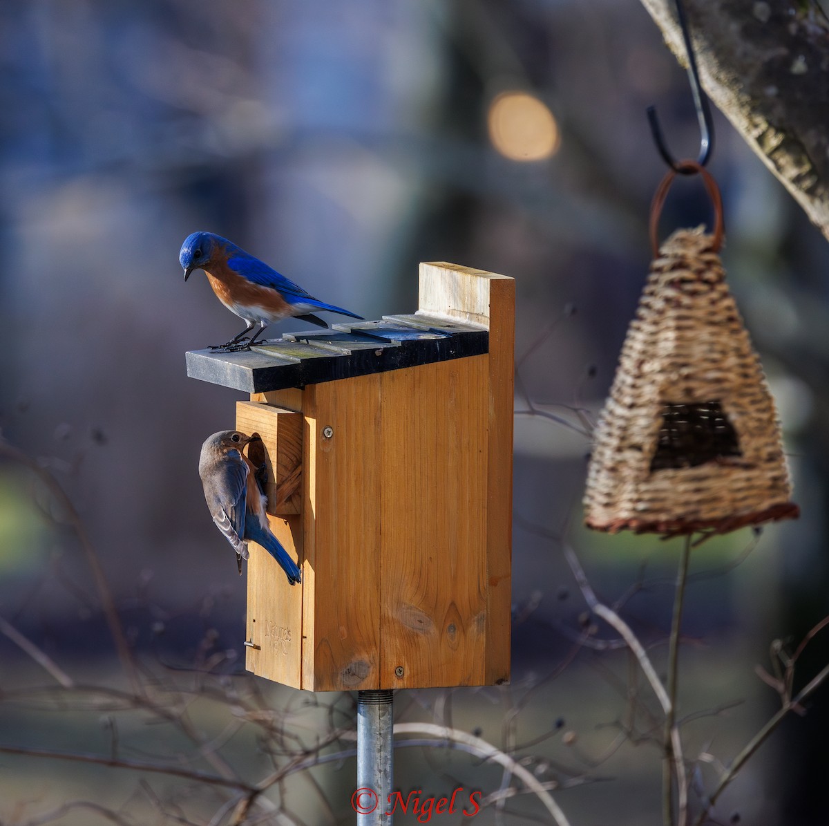 Eastern Bluebird - ML615365149