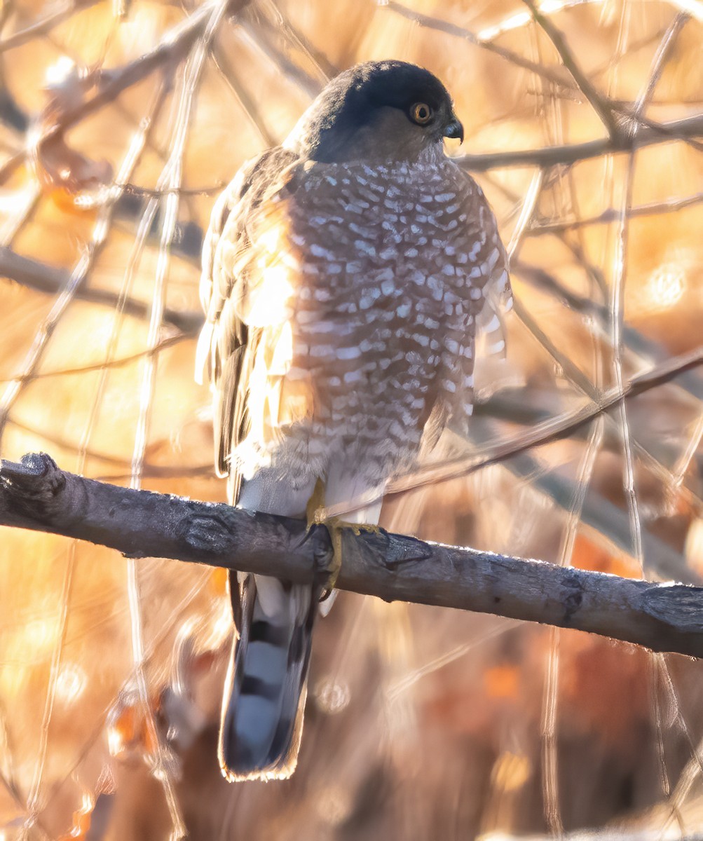 Sharp-shinned Hawk - ML615365182