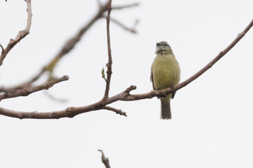 Yellow-crowned Tyrannulet - ML615365237