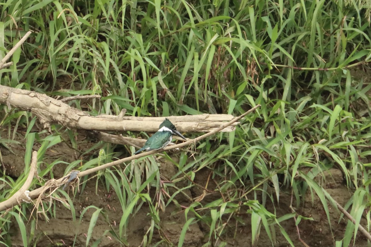 Amazon Kingfisher - John van Dort