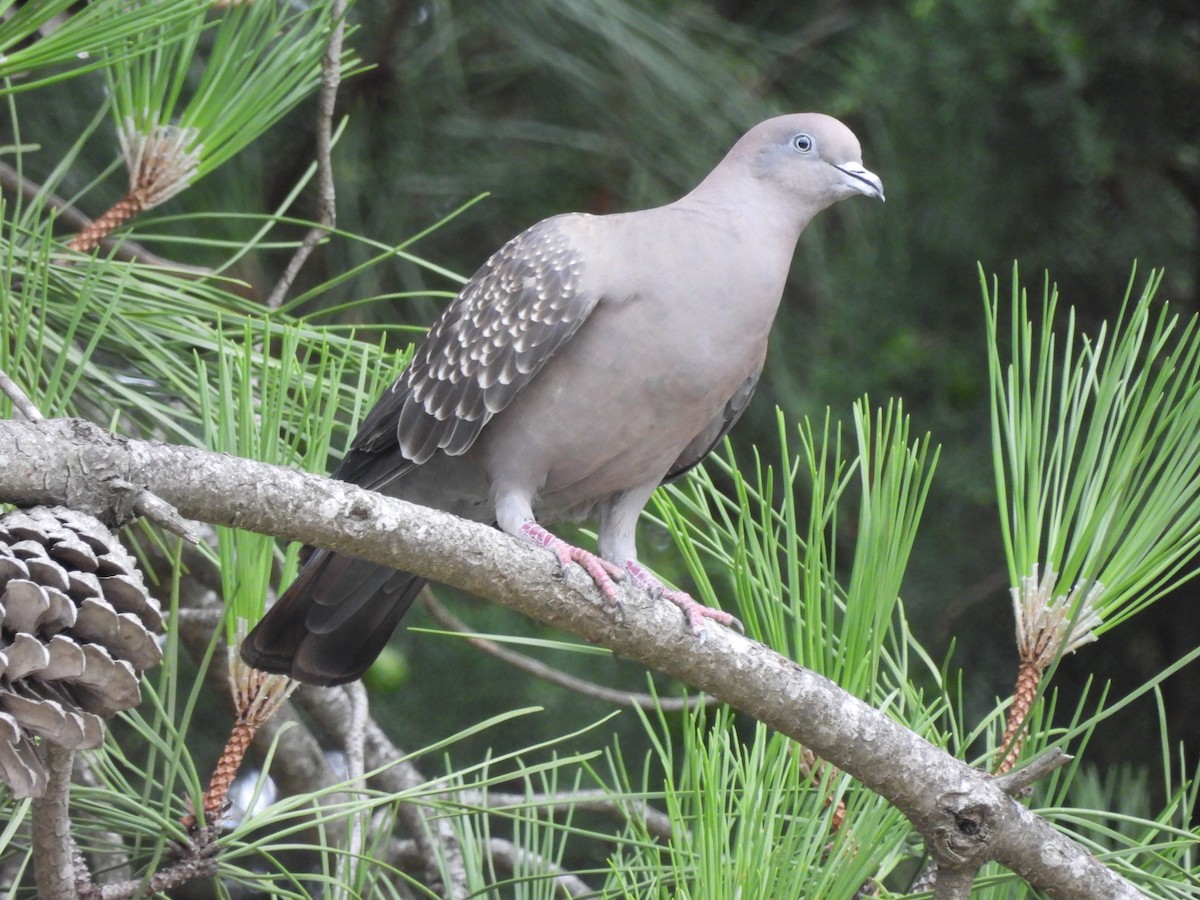 Spot-winged Pigeon - ML615365385